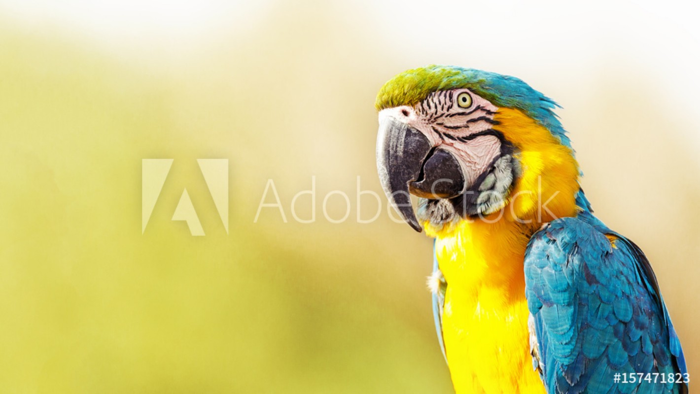 Afbeeldingen van Blue and Yellow Macaw With Copy Space